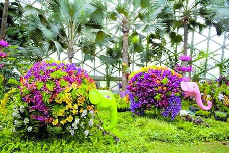 “五一”上海辰山植物園月季與蘭花斗艷