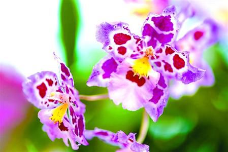 “五一”上海辰山植物園月季與蘭花斗艷