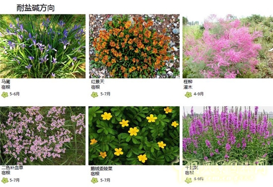 郭建梅:節(jié)水園林——蒙草遇上節(jié)水的時代