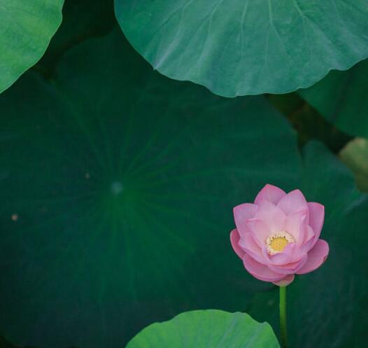 無錫黿頭渚 賞荷納涼勝地