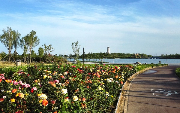 山東東營市民豐湖景觀提升規(guī)劃及一期改造