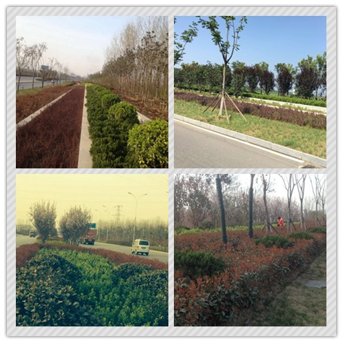 華藝生態(tài)喜獲2015年城鎮(zhèn)園林綠化精品示范工程