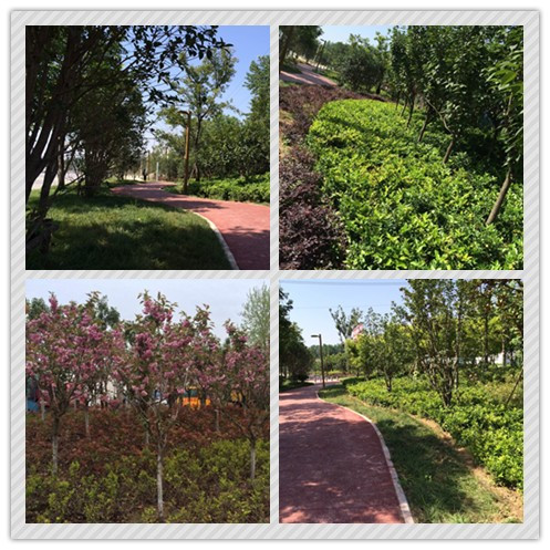 華藝生態(tài)喜獲2015年城鎮(zhèn)園林綠化精品示范工程