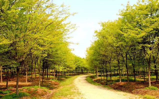 江蘇三葉園林一“櫸”成名天下知