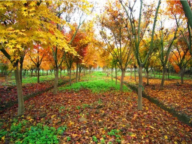 江蘇三葉園林一“櫸”成名天下知