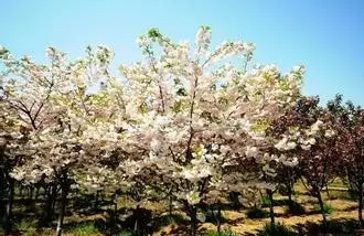 江蘇三葉園林一“櫸”成名天下知