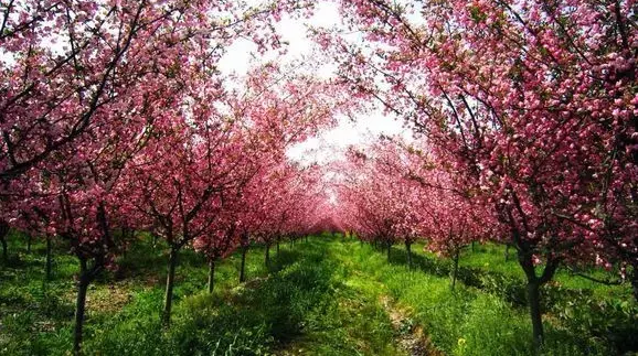 江蘇三葉園林一“櫸”成名天下知