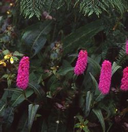 【趣聞】植物也能“識親認故”