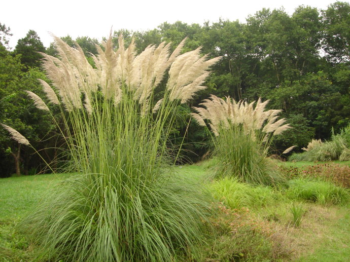 【趣聞】植物也能“識親認故”