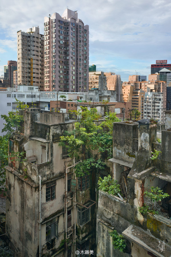 生命的韌性——古舊建筑上頑強生長的樹木