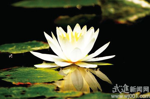 夏季睡蓮如何養(yǎng)護(hù)