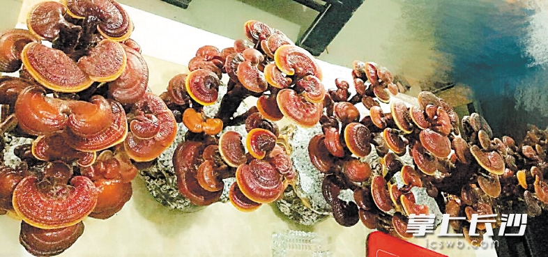 靈芝被種到了盆景里 盆景成了熱銷品