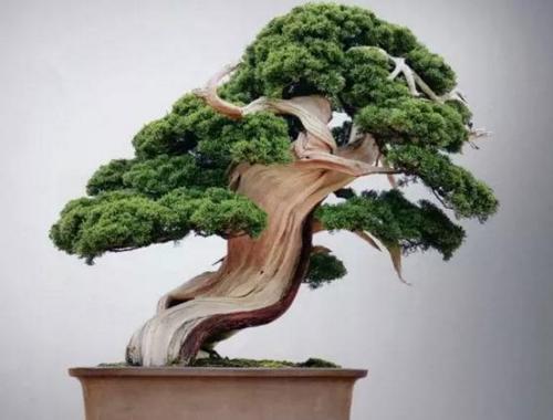 盆景七大類，你都知道嗎？