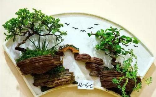 盆景七大類,你都知道嗎?