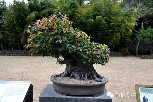 世界最大的盆栽公園——思索之苑