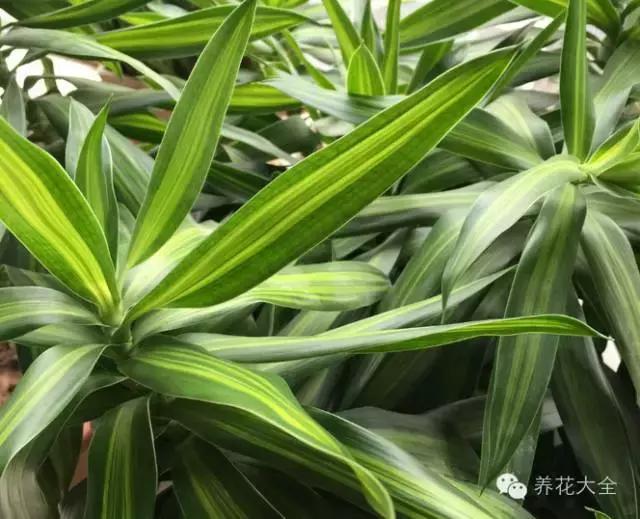 家庭養(yǎng)花:適合衛(wèi)生間種植的7種植物