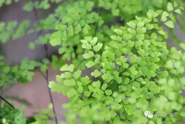 家庭養(yǎng)花:適合衛(wèi)生間種植的7種植物