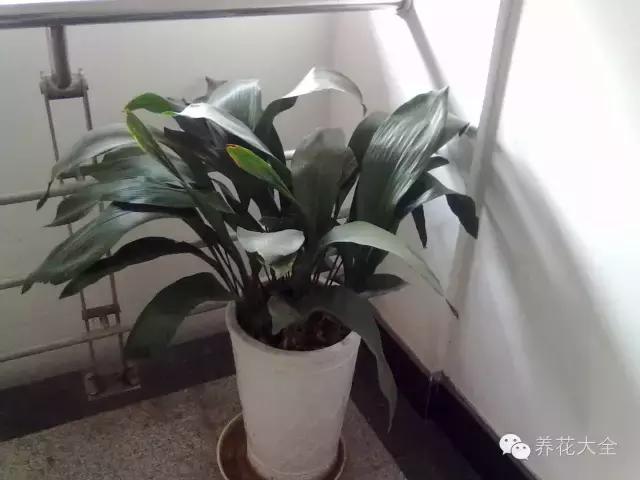 家庭養(yǎng)花:適合衛(wèi)生間種植的7種植物