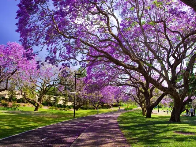 盤點:全球15處絕美花街