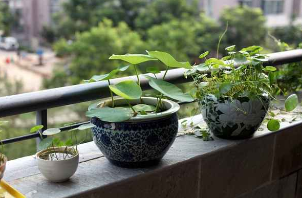 碗蓮如何繁殖養護