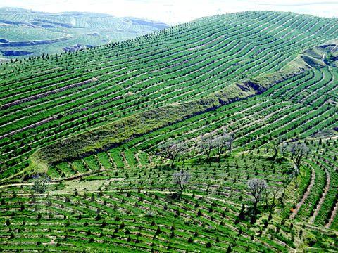 研究表明：混合林能有效提高生物多樣性收益