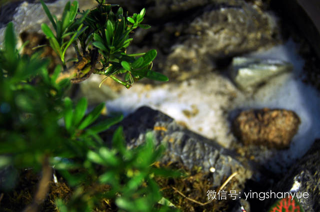 墨爻盆景作品：春之寄盼 恰似眼前——春靄曉色