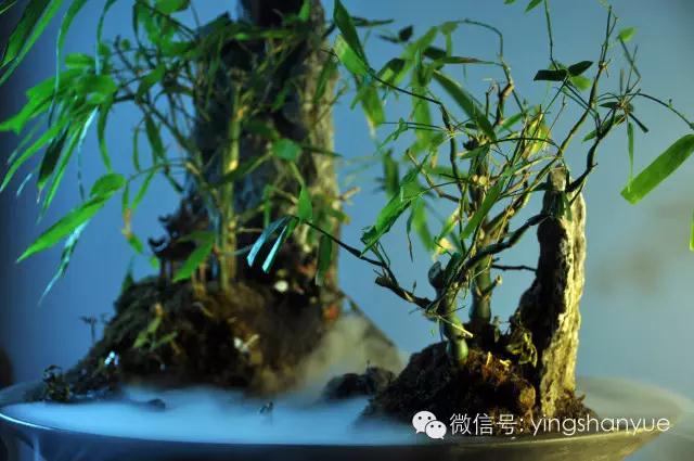 墨爻盆景作品：家鄉美景——《漢上夢溪》