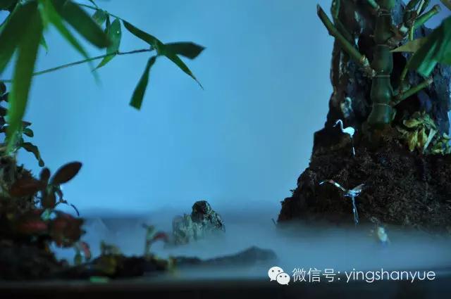 墨爻盆景作品：家鄉美景——《漢上夢溪》