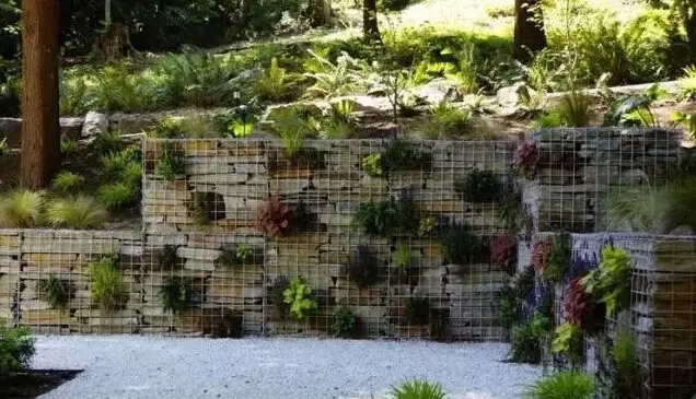 石籠與植物搭配大全