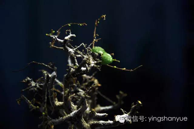 墨爻盆景作品：片片互玲瓏，飛揚玉漏終。——《山澗小雪》