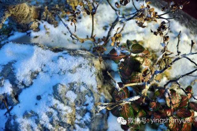 墨爻盆景作品：片片互玲瓏，飛揚玉漏終。——《山澗小雪》