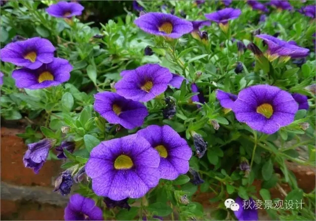 常見草本植物大全