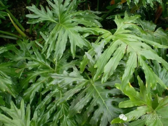 常見草本植物大全