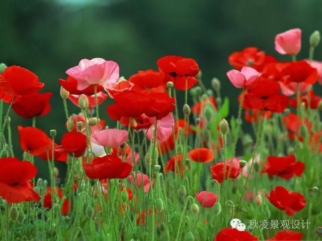 常見草本植物大全