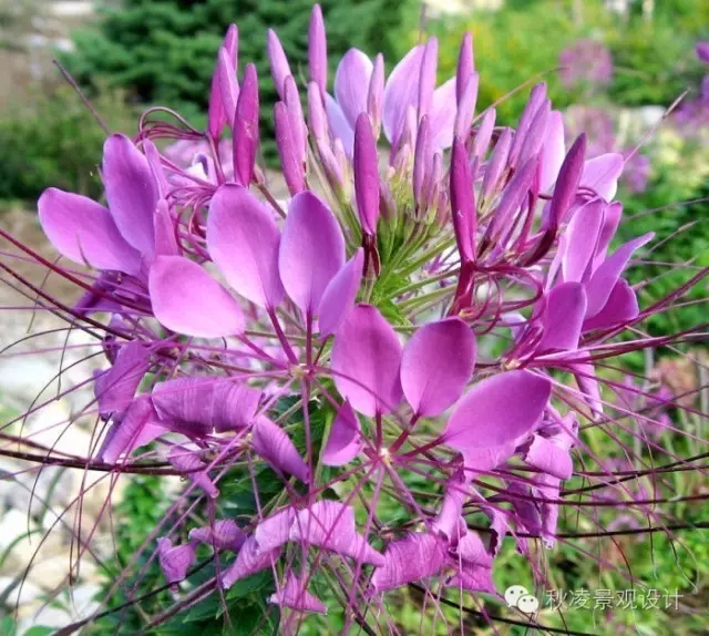 常見草本植物大全