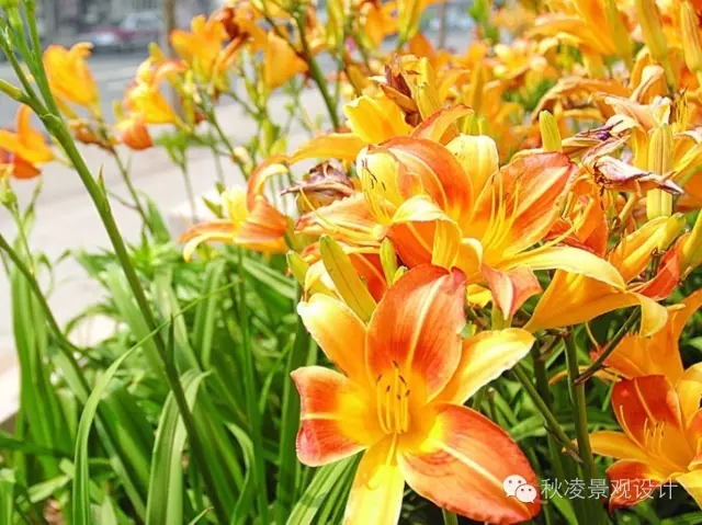 常見草本植物大全