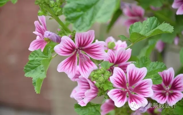 常見草本植物大全