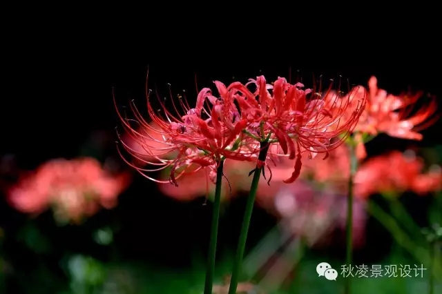 常見草本植物大全