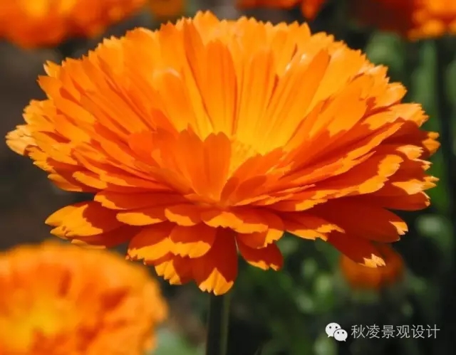 常見草本植物大全