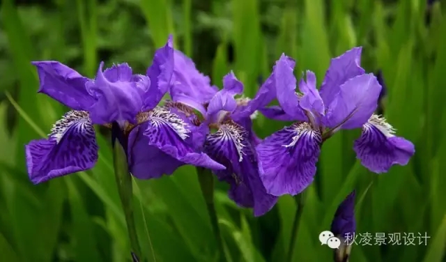 常見草本植物大全