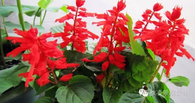 常見草本植物大全