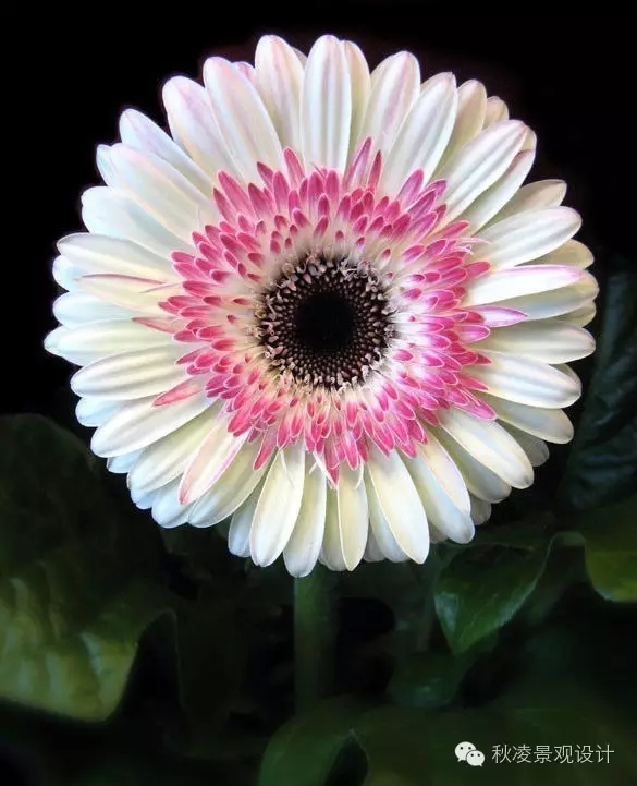 常見草本植物大全