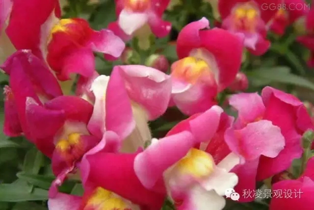 常見草本植物大全