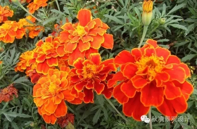 常見草本植物大全