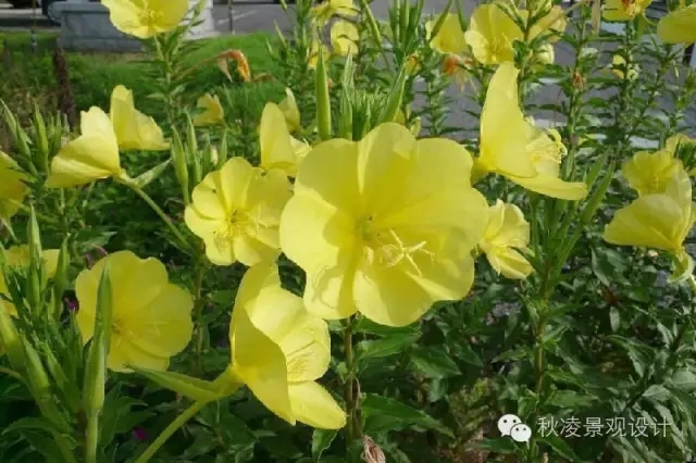 常見草本植物大全