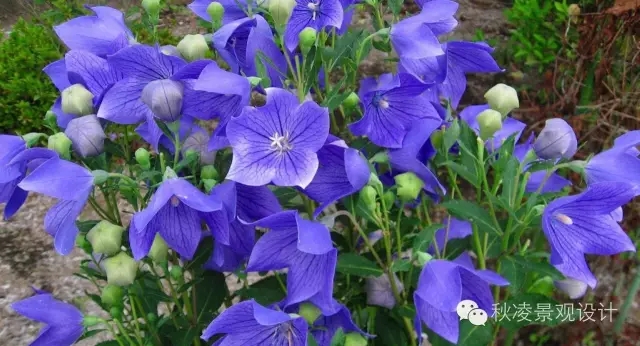 常見草本植物大全