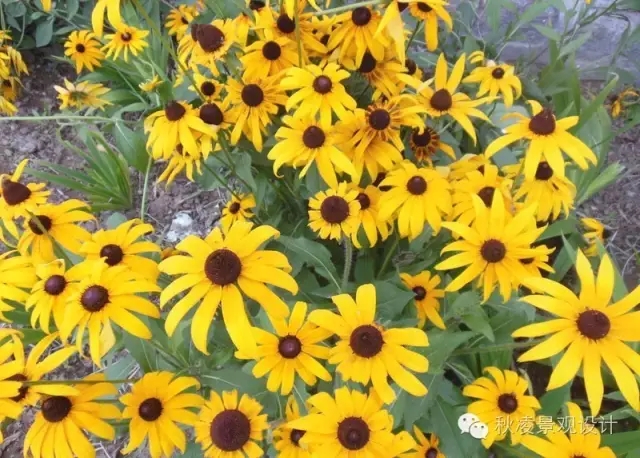 50種常見宿根花卉