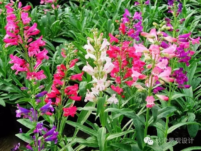 50種常見宿根花卉