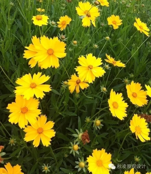 50種常見宿根花卉