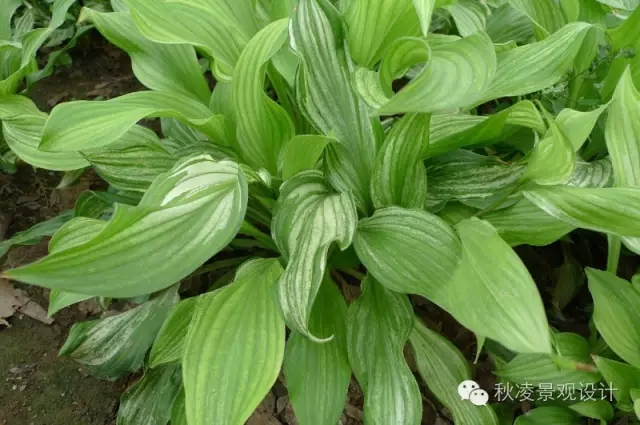 50種常見宿根花卉